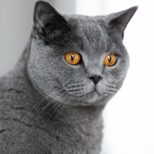 Macskaeledel